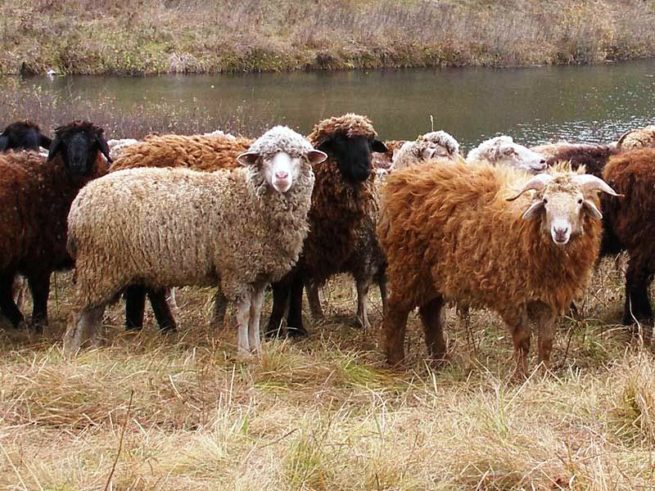 Овцы западносибирской породы
