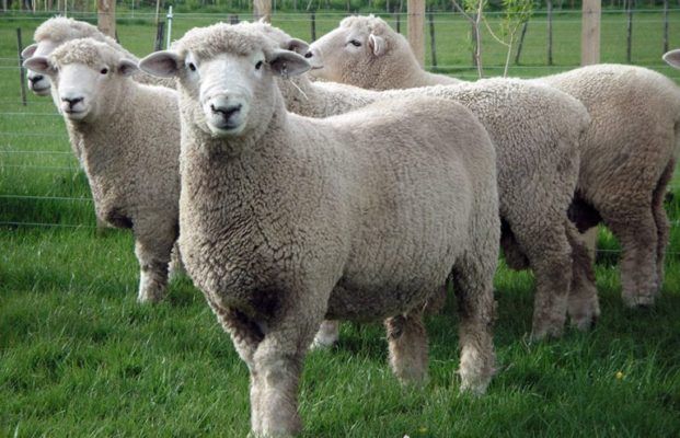 Овцы мясных пород