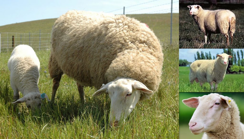 east-friesian-sheep
