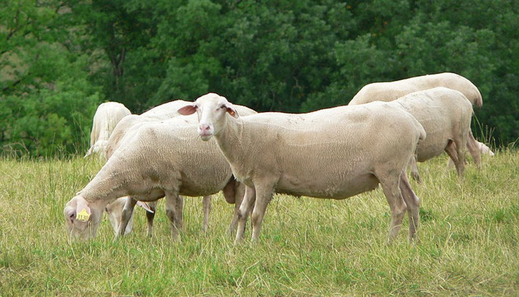 lacaune-sheep