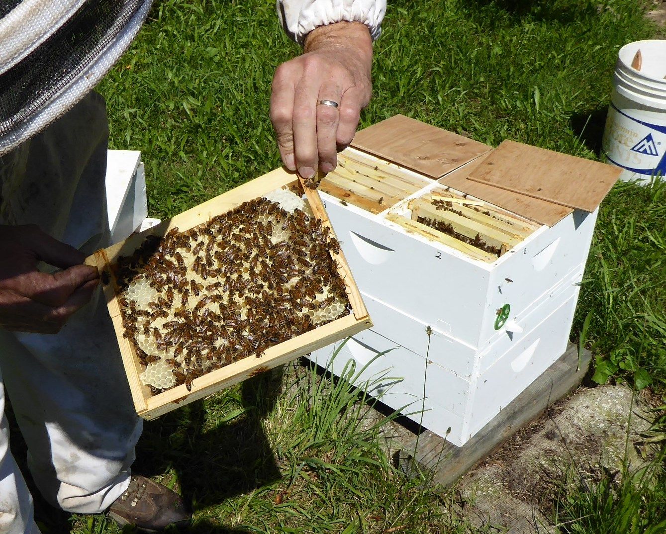 Пчеловодство для начинающих. Пасека пчел. Современная пасека. Американское Пчеловодство. Мини пасека.