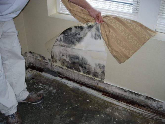 Black mold damage is bad for you - warning signs before buying a house