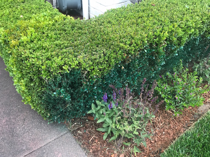 spray painted hedges